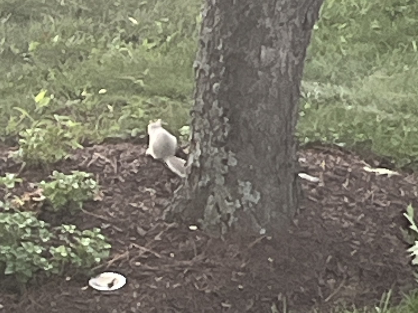 An albino squirrel at the base of a tree, photographed through a window.